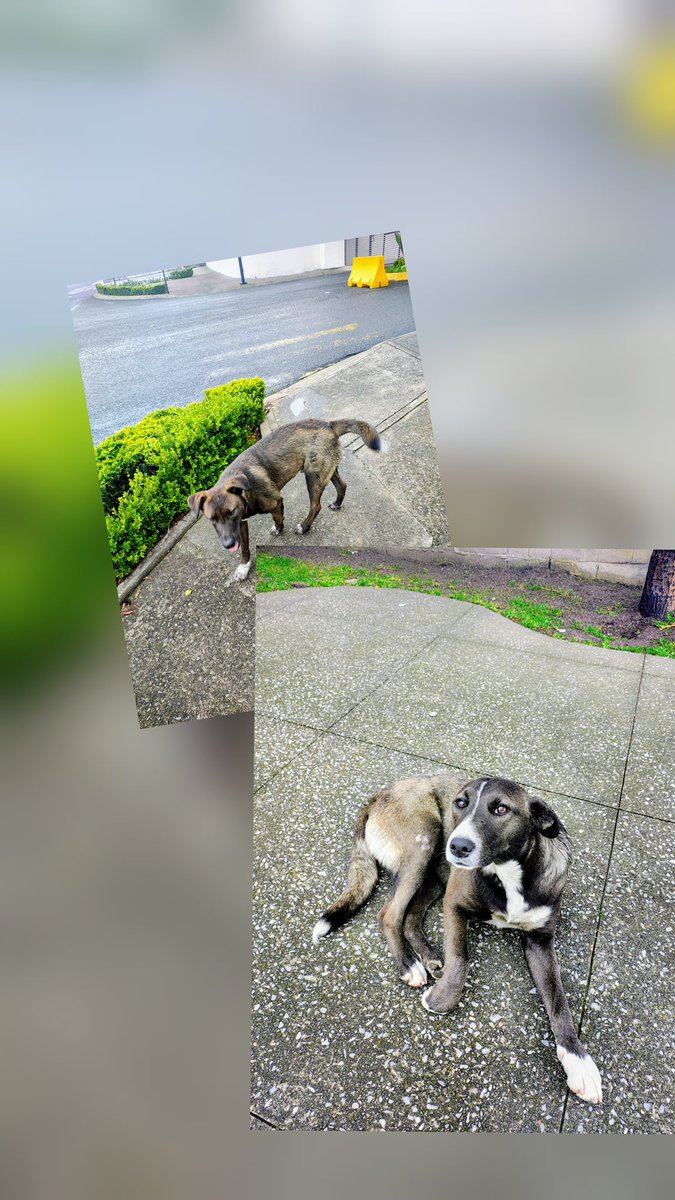 Alina_Gag's tweet photo. Los vecinos dicen que quieren encontrarnos un hogar para que vivamos juntos y ya ningún carro nos atropelle, ojalá que alguien que lea este post quiera incluirnos en su familia y darnos mucho amor, el mismo que les daremos nosotros.

información con Lili al 5545117047 https://t.co/Q8qDoKDUpY