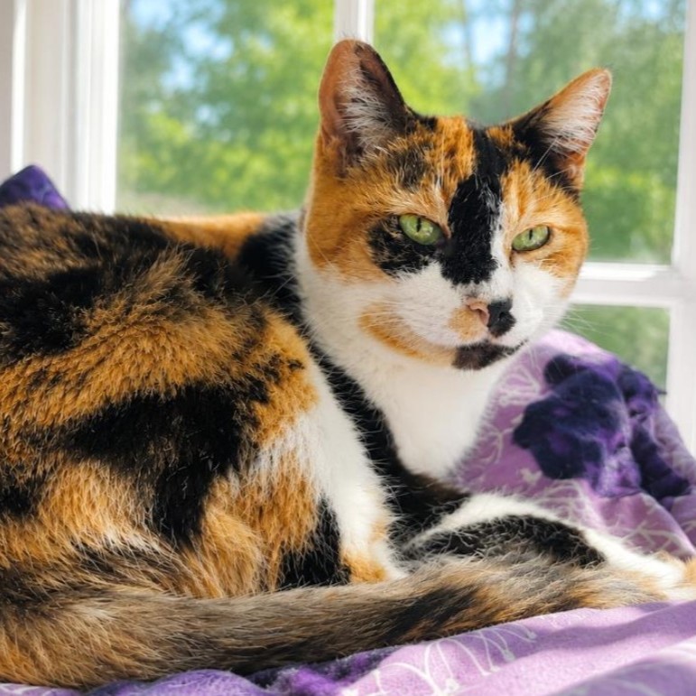 upnorthlive's tweet photo. Say hello to Jill!
Take a look at this gorgeous girl! Jill is affectionate, curious, gentle and playful.
Meet Jill at the AuSable Valley Animal Shelter in Grayling.
More: https://t.co/ZnLORMta1S https://t.co/yMjyIxoSTg