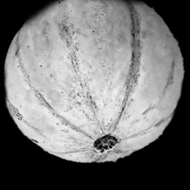 MWetsoil's tweet photo. @JonnyMicro The moon is fake. Everyone knows that's just a B&amp;W picture of a melon. https://t.co/fJ5ZZxJ1mo