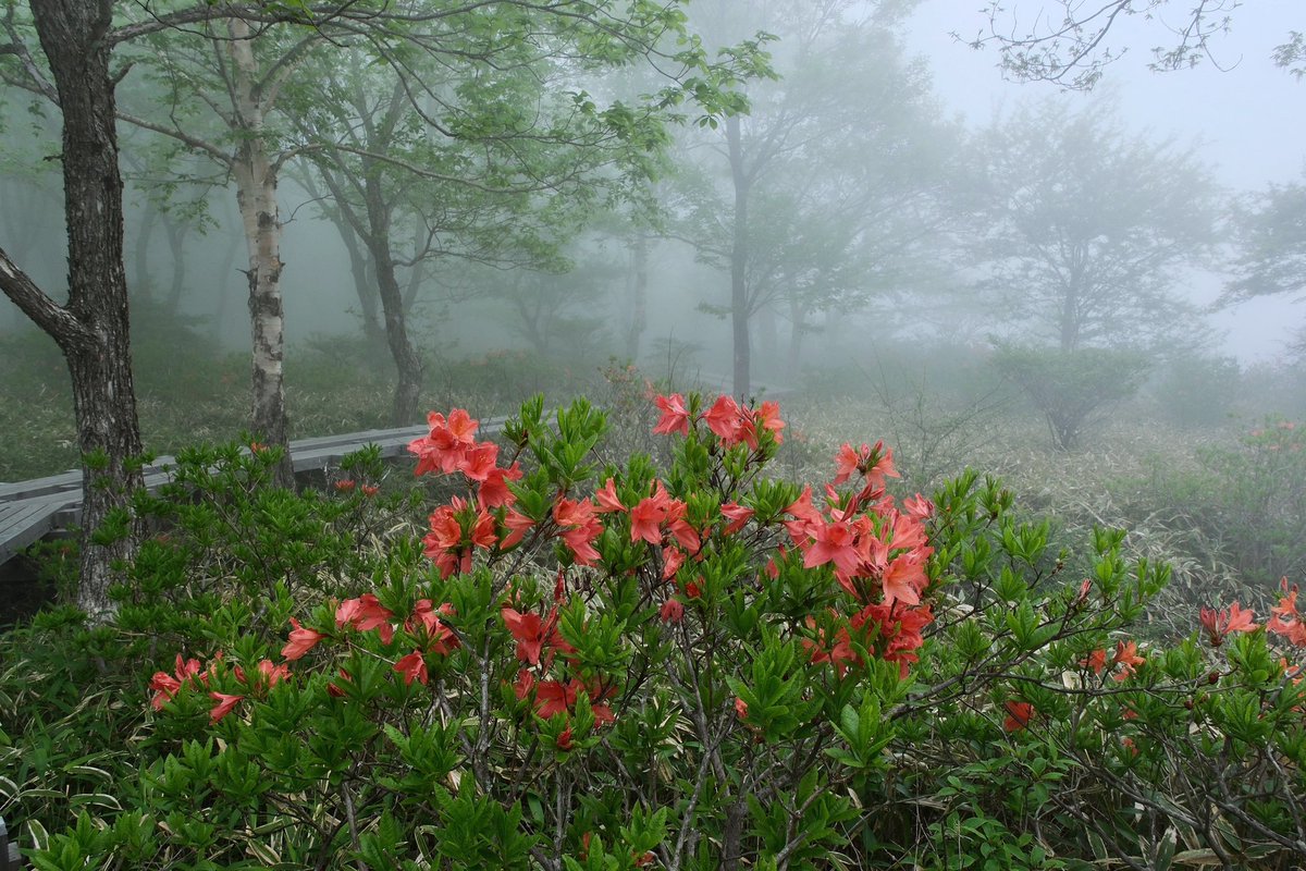 akagi2014's tweet photo. 2026.6.10
赤城山 覚満淵

霧に包まれた覚満淵、最高でした。

FUJIFILM  X-S20
タムロン 18-300mm

#赤城山 #覚満淵 #ぐんまの風景 #fujifilm #タムロン https://t.co/XHuchXW7OJ