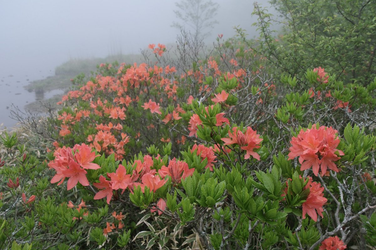 akagi2014's tweet photo. 2026.6.10
赤城山 覚満淵

霧に包まれた覚満淵、最高でした。

FUJIFILM  X-S20
タムロン 18-300mm

#赤城山 #覚満淵 #ぐんまの風景 #fujifilm #タムロン https://t.co/XHuchXW7OJ