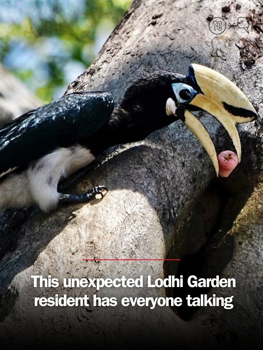 timeoutind_'s tweet photo. Oriental Pied Hornbills are commonly found in the Himalayan foothills. But, for weeks, one female hornbill has been visiting a nest occupied by an Indian Grey Hornbill in Lodhi Garden and helping feed its chicks. Unusual? Yes. Yes, it is.

Read more here: https://t.co/eE7VB8kYFe https://t.co/FrVvKmxlLA