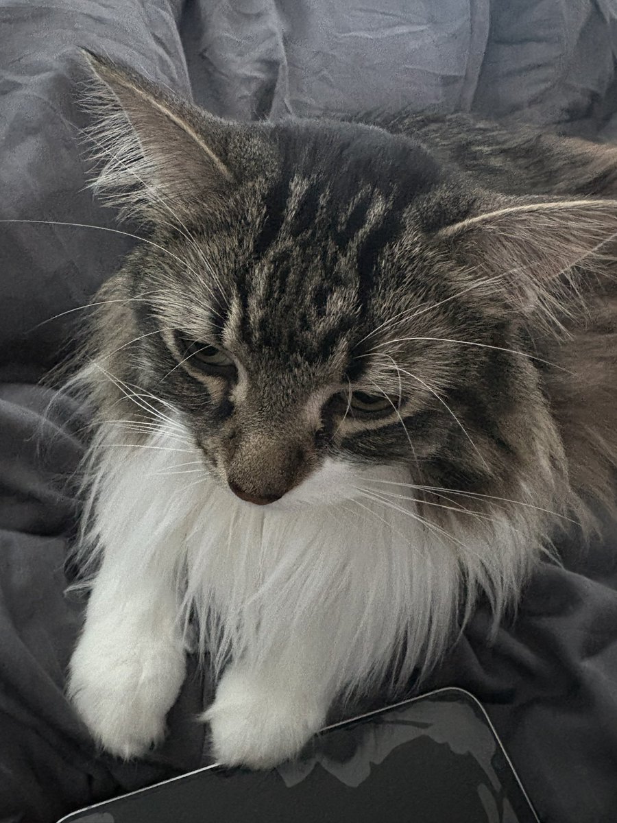 bIooodbender's tweet photo. Sid is just waking up and he’s not ready for his close up https://t.co/AG0JlitI8J