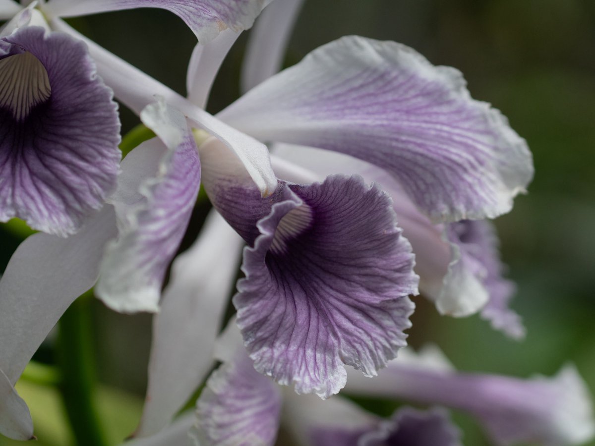 orchidkei's tweet photo. Cattleya purpurata fma.ardosia-striata

ペタルは反るが、大輪でインパクトのある子 https://t.co/oYZjjZyIGV