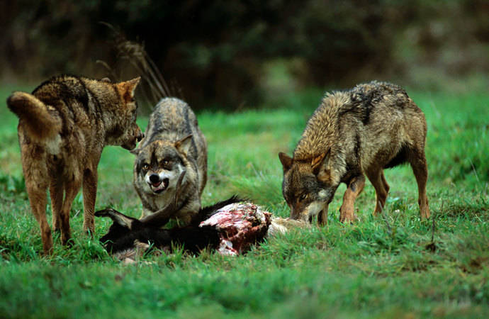 UCSEGOVIA's tweet photo. Con más de 3.900 cabezas de ganado muertas por ataques de lobo en 2024, Castilla y León es una de las CCAA más castigadas por los ataques
UCCL reclama soluciones, financiación, prevención y compensaciones acordes al daño real que sufren las explotaciones
https://t.co/sKXuogAPtt https://t.co/2CFwIrMKj1