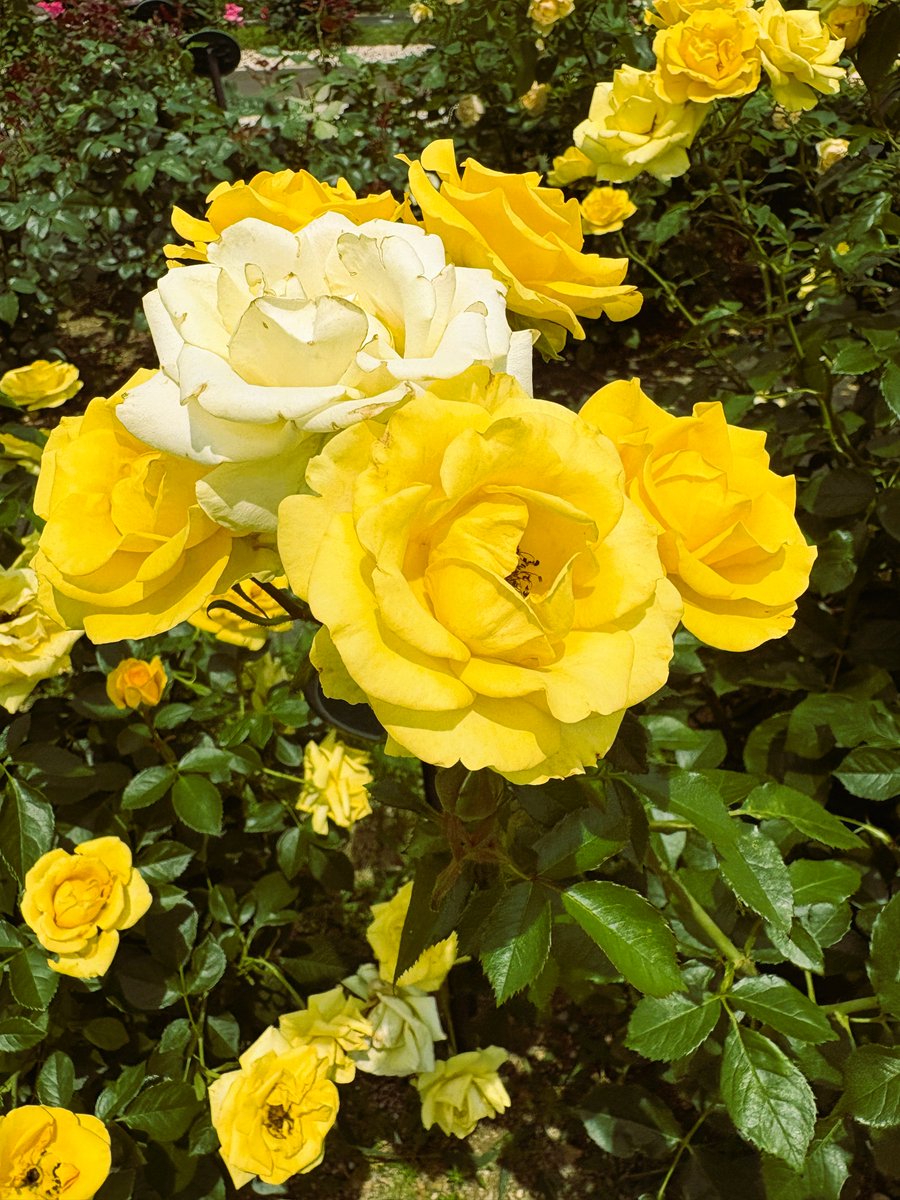 koltusori's tweet photo. 万博公園バラ園の最終日より。
暑くなってきてたのに、よく咲き続けてくれてました。

綺麗なものを見てると、つい無言になりませんか？ https://t.co/XLNgB7qzIb