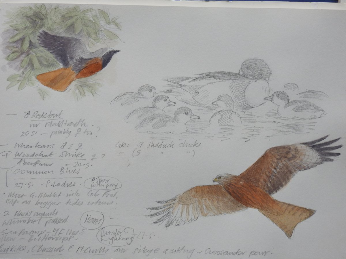 philipsnowart's tweet photo. Sketches-Caernarfon WRHeron, incorporating Eastern Reef Heron [memory], Pale form ERH, Little Egret, &amp; Little-Egret-WRHeron 'cross' - Blue with white face. Reef Heron/Egrets interbreed across their range Eurasia, Mid-East, Africa &amp; SE Asia, Superb! + HH, Redst, Glaslyn Osprey etc https://t.co/ICLhPLyWo1