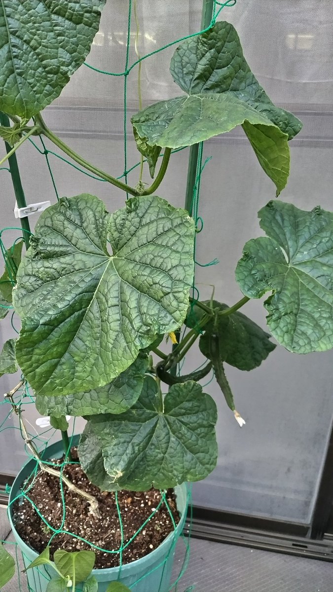 azami2907's tweet photo. ベランダのきゅうり🥒
前回採った後、葉っぱ🌿が大きくなって実🥒もシュッとしてきた✨ https://t.co/spAYUuA5CU