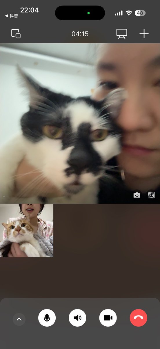 597Ql's tweet photo. Wink 呆猫 https://t.co/Mc77O638R2