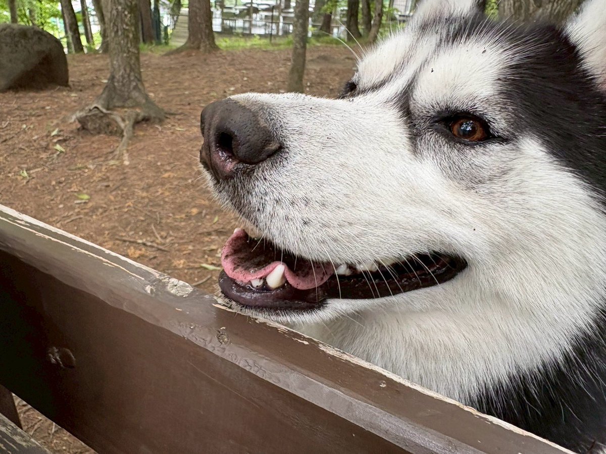 husky_edward's tweet photo. エドのおめめやっぱり金色だ お父さんの遺伝だって これはベロが汚い犬だよ https://t.co/SQLoxRAb2E