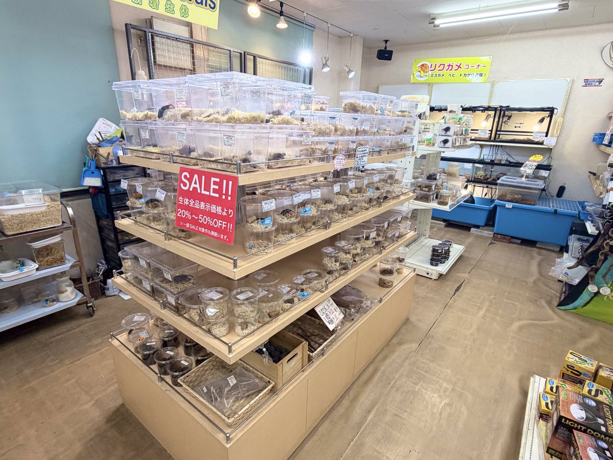 店内はSALEに向けて準備中です✨ 明日からのSALEでは成虫、幼虫どちら