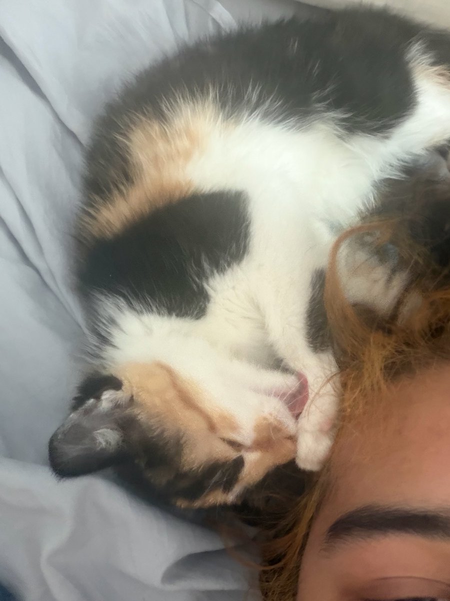 MVNT3R's tweet photo. i also got a kitten his name is burger https://t.co/PLmoV8LnD0