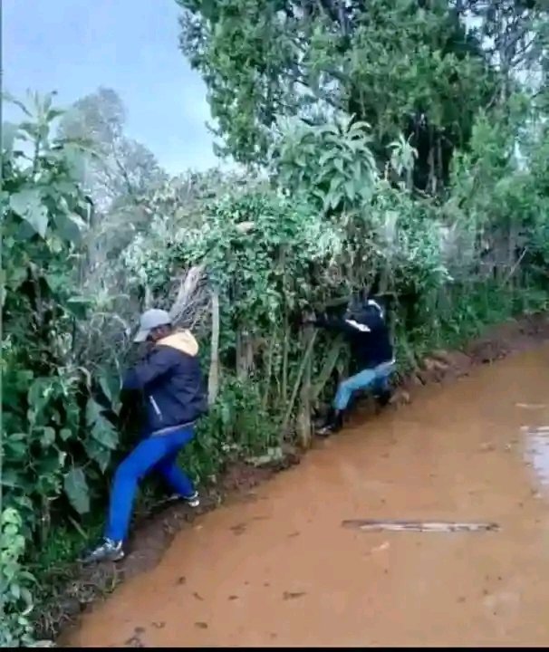 Kesiogta's tweet photo. My my cousins Terait Araap Nenyoo emeet and Kiribei ground heading to work.

They are fully supporting the current budget https://t.co/et3YA1F6sj