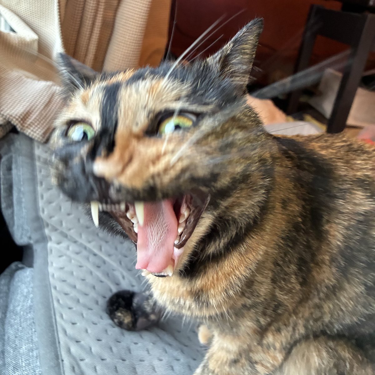 よしまる　サビ猫あきちゃんと暮らす tweet media