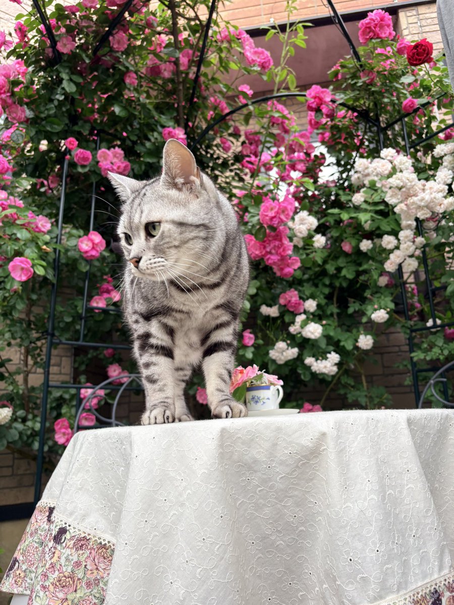 NxNLll6NdrtG8H4's tweet photo. 🐈ジャックとバラ🌹
ガゼボにて

#春バラ振り返り https://t.co/pAqAUbnsbj