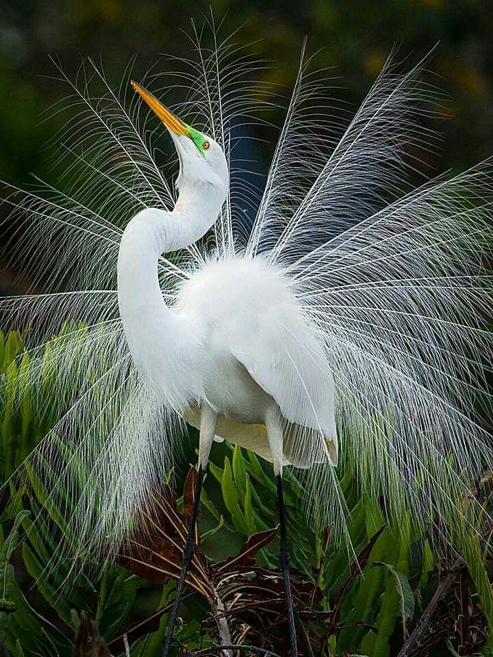 natural77384672's tweet photo. shows a Great Egret (Ardea alba) displaying its spectacular breeding plumage. During the courtship and breeding season, this elegant wading bird undergoes a striking transformation .The bird grows long, delicate, wispy feathers from its back that branch out like a delicate lace fan or "bridal veil". Egrets raise and display these plumes during courtship rituals to attract a mate. The skin patch between the bill and the eyes (the lore) transforms from its standard dull yellow into a vivid, glowing lime green. eyes can temporarily flash a dark red, and the yellow dagger-like bill deepens into a rich, strong orange tone. These stunning nuptial plumes were highly coveted in the late 19th and early 20th centuries for ladies' fashion hats, driving the species close to regional extinction before early conservation and legal protection efforts saved them.
