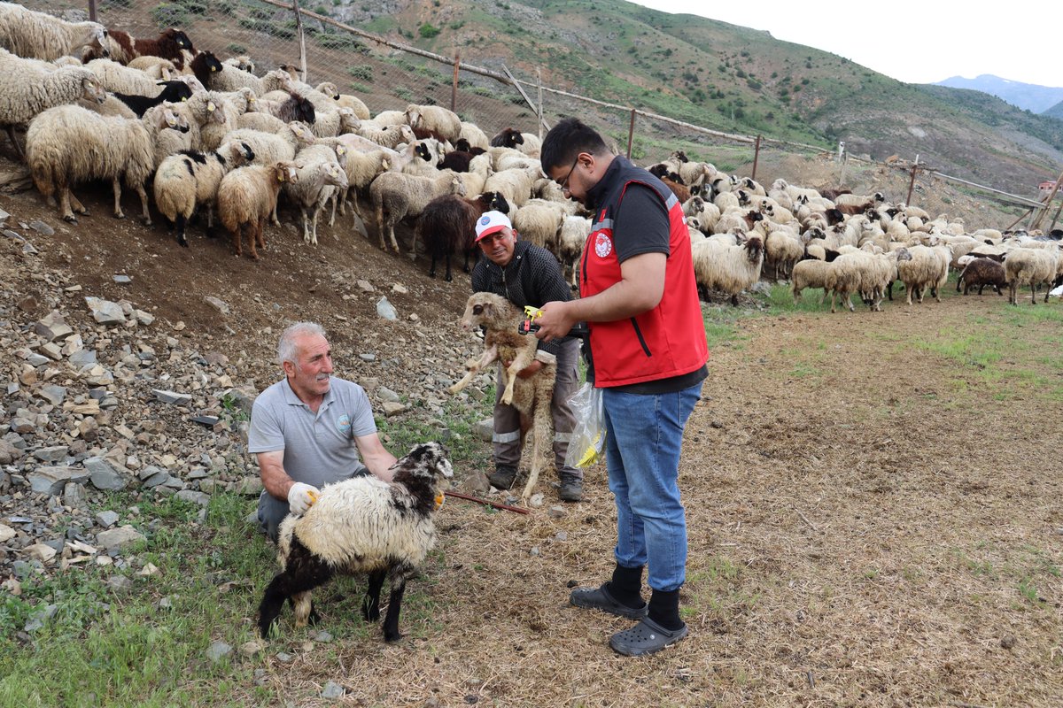 gumushanetarim's tweet photo. 🐑🐐 Sahadayız, üreticimizin yanındayız!
İl ve İlçe Müdürlüklerimizce kuzu ve oğlakların kayıt altına alınmasına yönelik küpeleme ve kimliklendirme çalışmaları aralıksız sürdürülüyor.
Hayvancılığın her aşamasında üreticilerimizin yanında olmaya devam ediyoruz.

@TCTarim
@A_KIRAC https://t.co/gHT3reQbJl