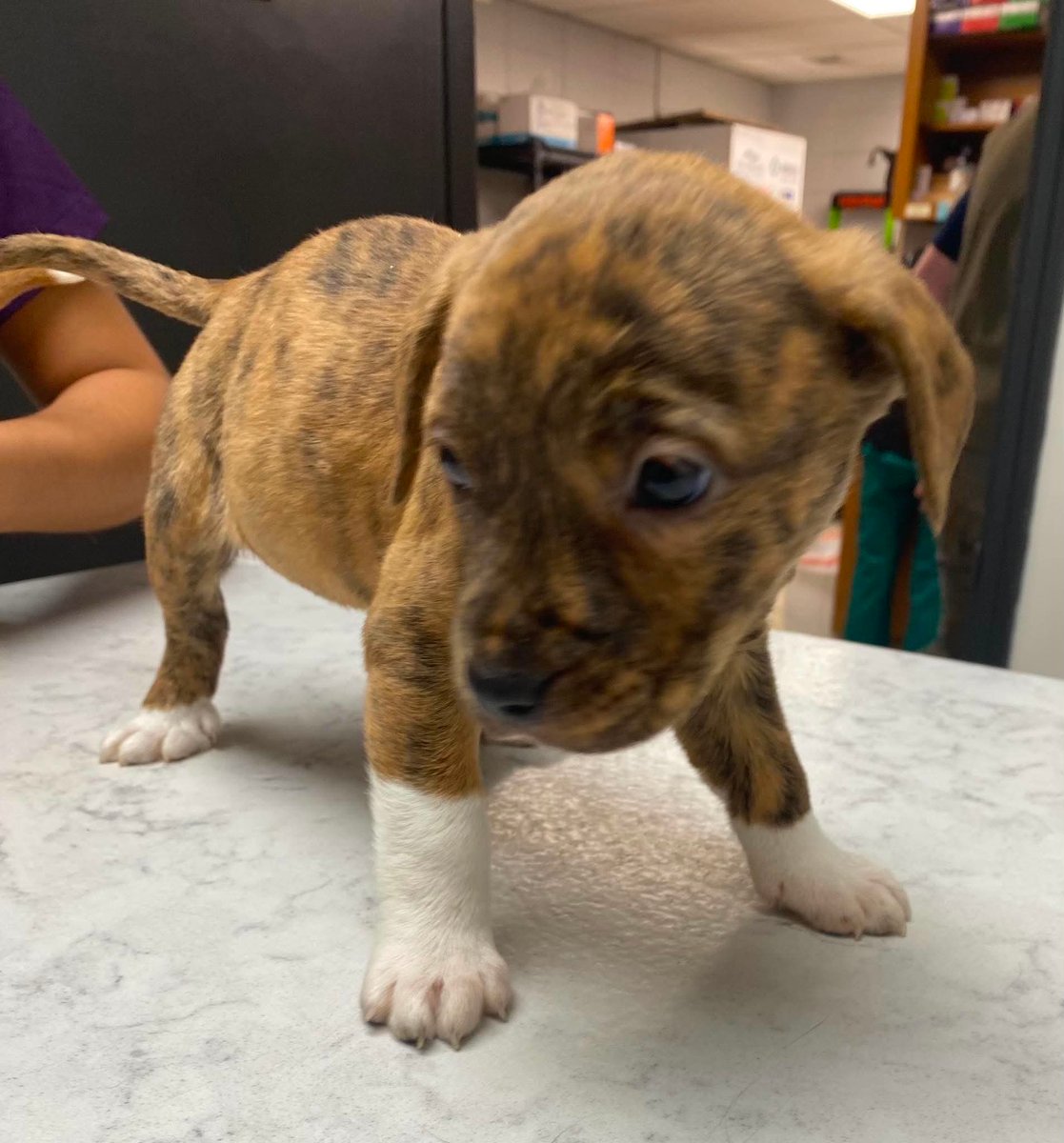 LolaPatolla's tweet photo. It’s $5 Friday!
This week’s rescues are Abbie &amp; her 2 puppies!
Found under an abandoned house in rural AL, facing death in an AL kill shelter, we said yes to this beautiful family.
If you’d can help, Abbie is heartworm positive.
They matter ♥️.
https://t.co/E3RohOMmwo https://t.co/UQyXSpB9LE