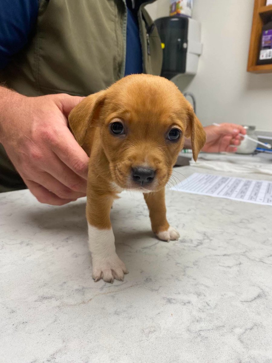 LolaPatolla's tweet photo. It’s $5 Friday!
This week’s rescues are Abbie &amp; her 2 puppies!
Found under an abandoned house in rural AL, facing death in an AL kill shelter, we said yes to this beautiful family.
If you’d can help, Abbie is heartworm positive.
They matter ♥️.
https://t.co/E3RohOMmwo https://t.co/UQyXSpB9LE
