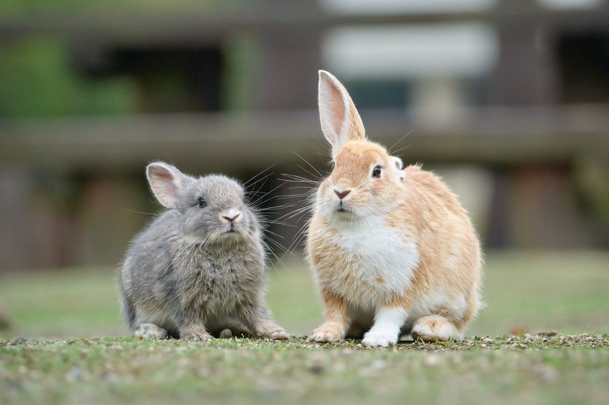 INABA_1024's tweet photo. 片耳兄弟🐰🐰 https://t.co/RVhCFJgzEY