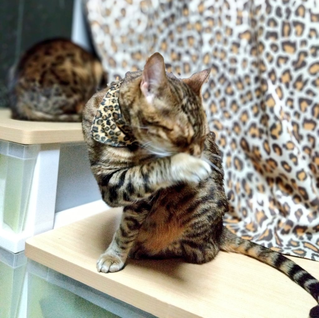 📌𝕏コミュニティ𓃠猫၈集会場𓃠今日のニャンコ🐱