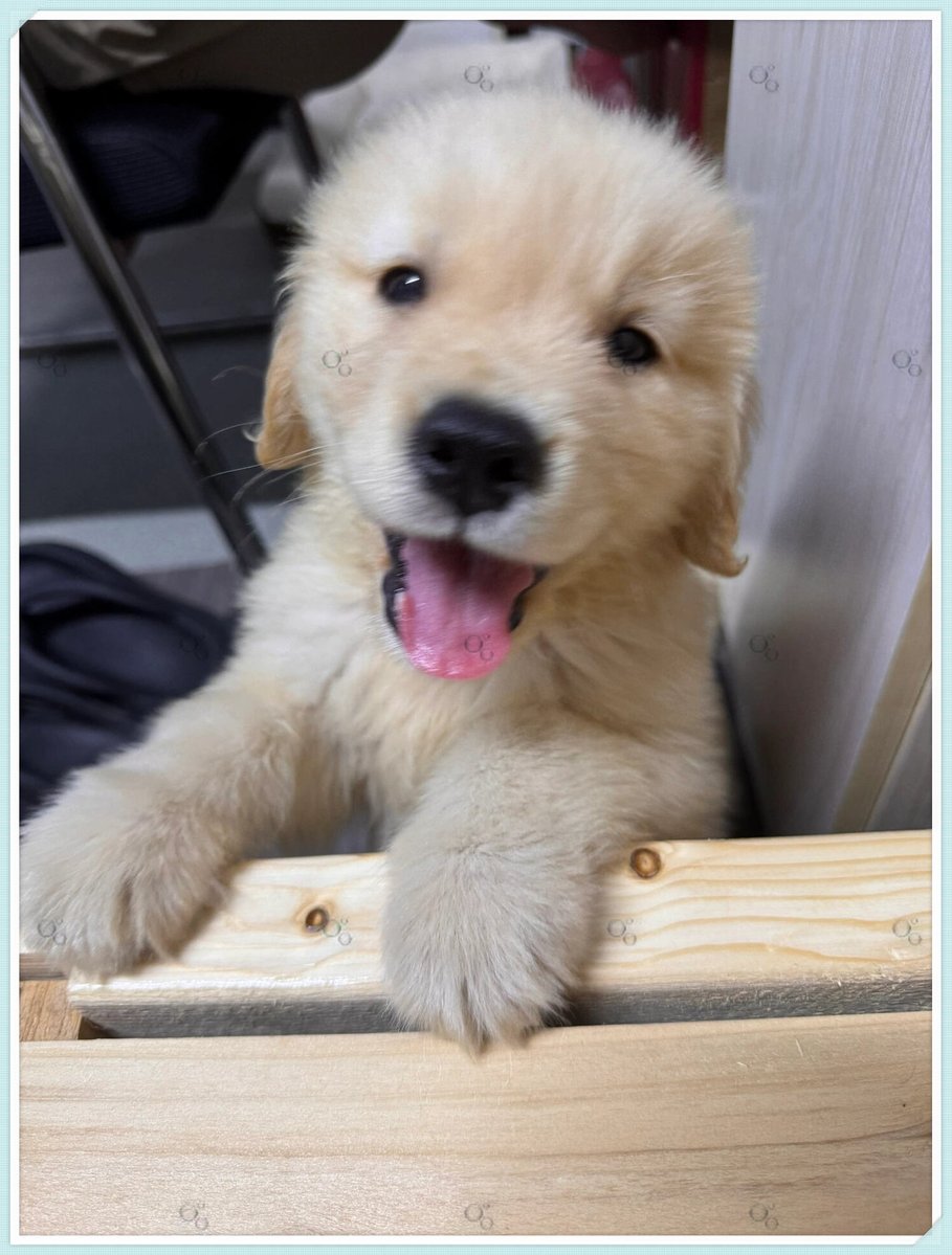 faensyah20's tweet photo. Having a pup by your side makes every ordinary day feel like an adventure—here’s to warm cuddles, silly zoomies and unconditional love that turns rough days around. https://t.co/y0s5t3JOSC