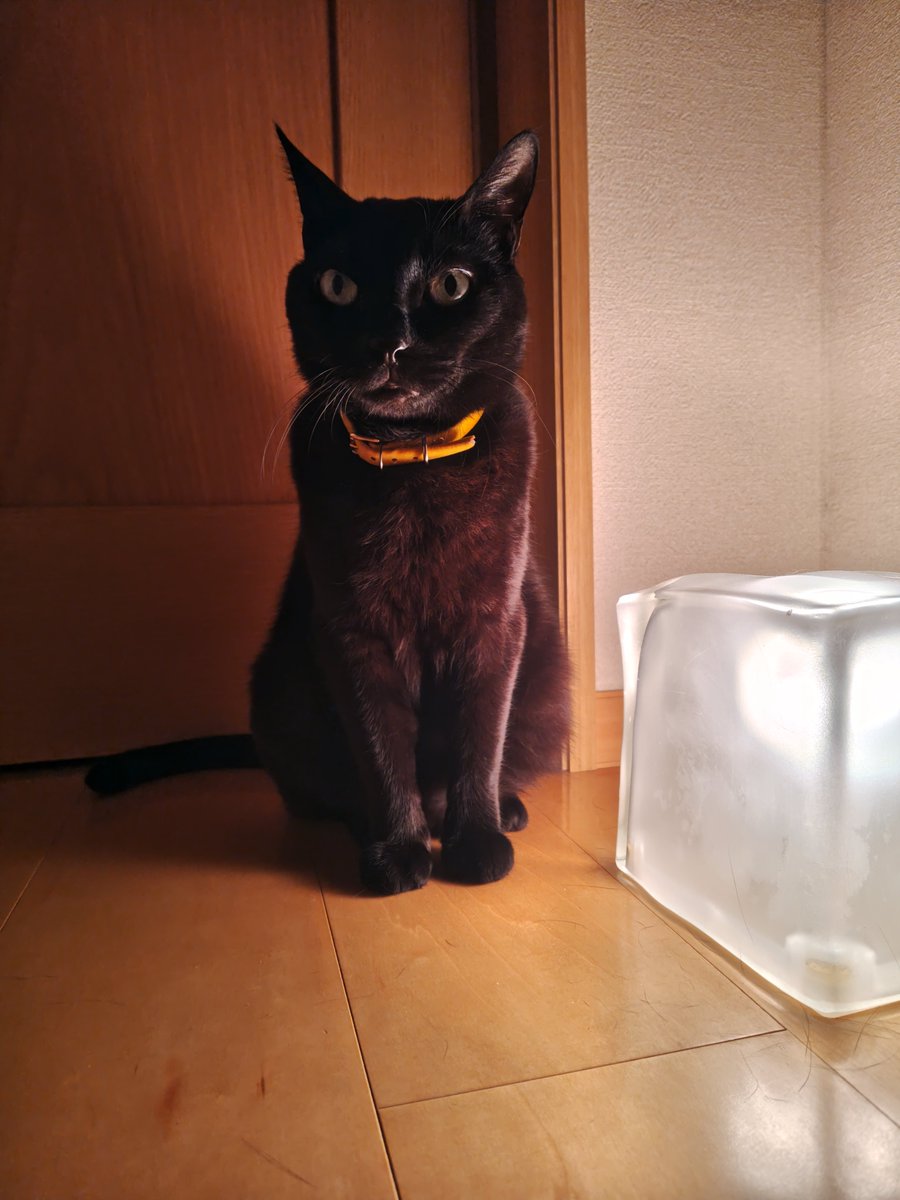 blue012012012's tweet photo. 疲れたね、ゆっくり休もね

体調不良に加え、初めての高速道長距離移動、２日連続の受診で疲労とストレスが溜まり自宅に帰って来て食事しても複数回吐き戻しちゃって…一命は取り留めたけど…ごめんな辛い思いさせちまった…。
しばらく穏やかにゆっくり休もうな。 https://t.co/EolKUqzz7d