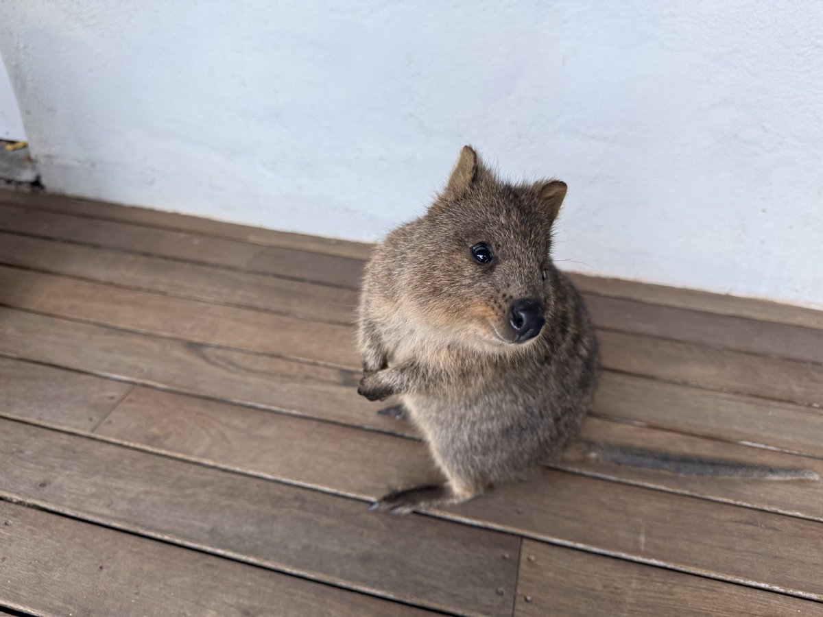 TWKhan666's tweet photo. 第二度登上Rottnest island
短尾袋鼠真的只有正面可愛，其他形狀就是超大隻老鼠🫠
#澳洲 #Perth #Rottnestisland https://t.co/q0tdDlIy4m