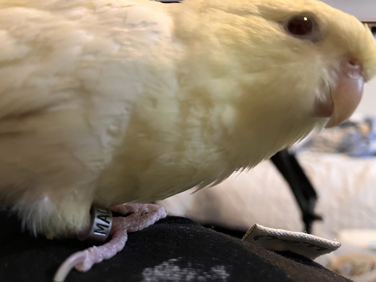 hangpeng777's tweet photo. 飼い主を噛んで怒られて隅の方に移動させられたのにじわじわと近寄ってきて今はiPadの下のところで偉そうにしている https://t.co/2rwTDoKmIr
