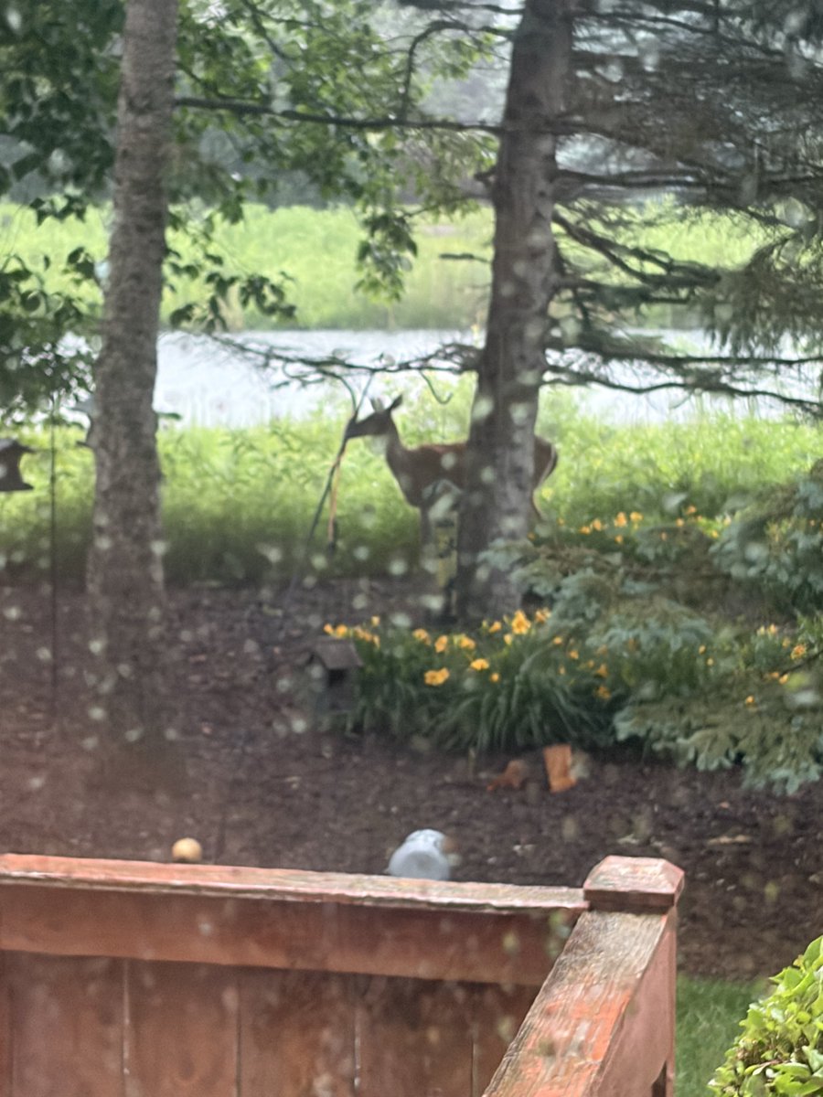 AshLovesItAll's tweet photo. @gabecox @skydrama It’s been a crazy couple of days here. This sweet one took shelter in our trees yesterday. Note the destroyed birdhouses - from the Wednesday storm https://t.co/C2MmyScHEZ