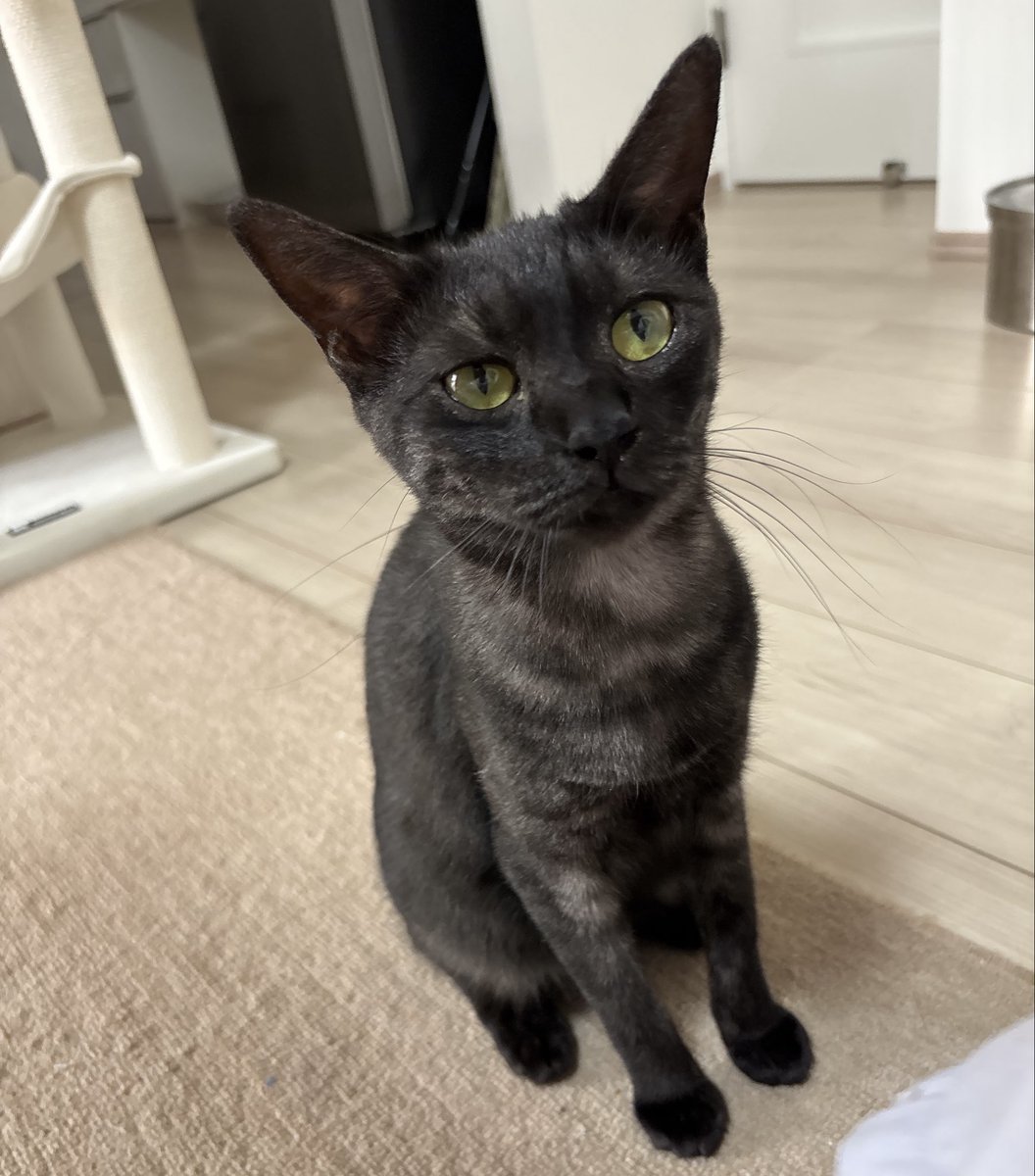 muu20241118's tweet photo. 保護猫をお迎えしました！
暑い日、寒い日もお外で大変な思いをしてきた子です😭

今後はお腹いっぱいご飯も食べてもらって
苦労させないように幸せにします✨ https://t.co/on5eb6rPbY