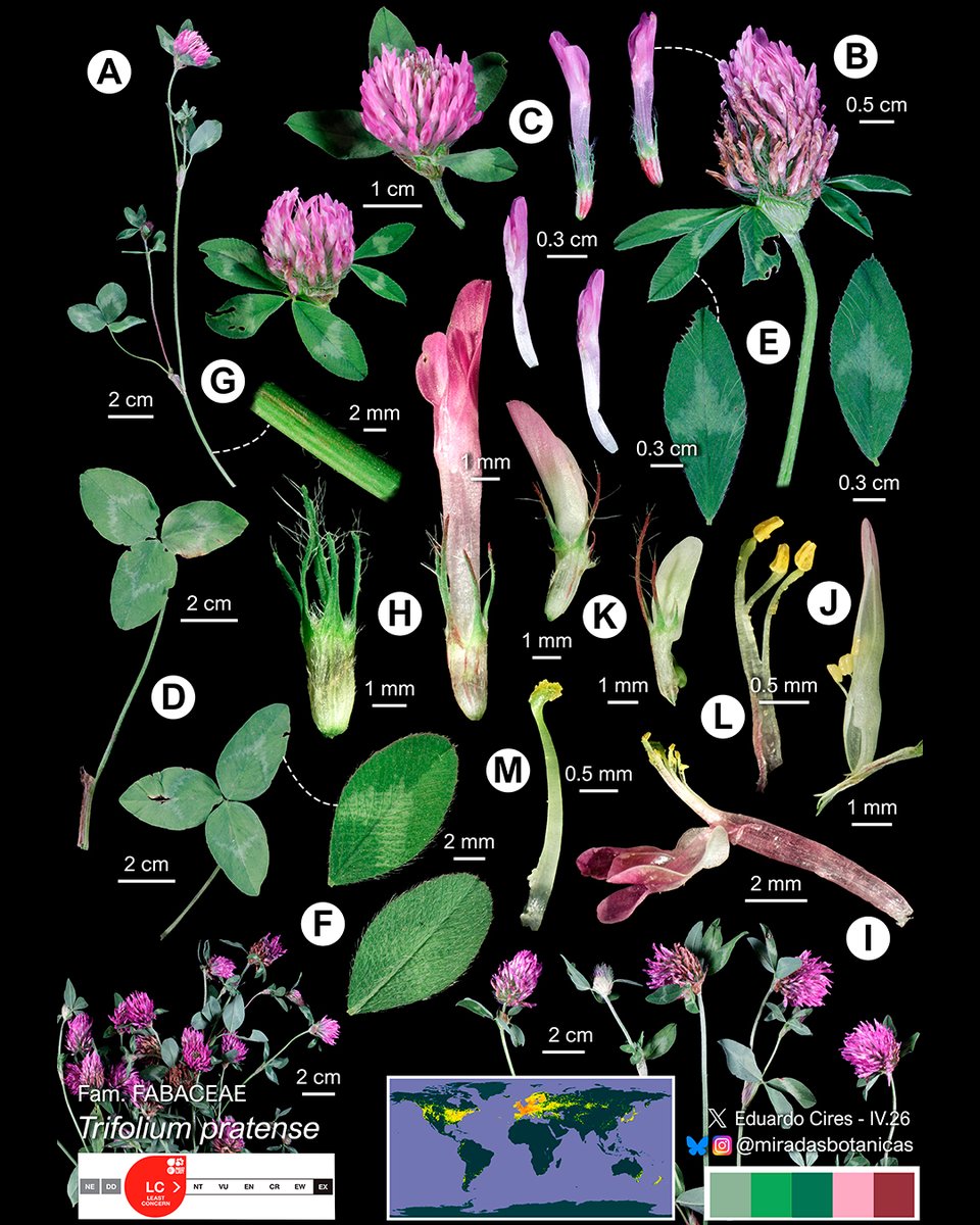 EduardoCires's tweet photo. Trifolium pratense L.
#botany #Fabaceae #plantsci #Lankester #PlantBlindnesss #PlantAwareness #angiosperms #biodiversity #nature #science
@IndurotUniovi @uniovi_info https://t.co/9dJRJ7kjcp