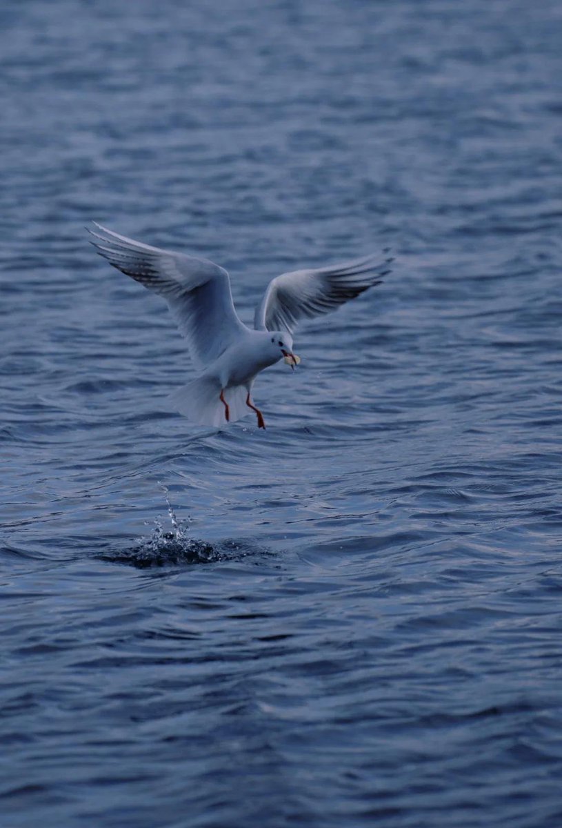 DeangeloFa7ekd's tweet photo. Explored hidden coastal coves at sunrise today—salt in the air, waves crashing soft, and only seagulls keeping me company. This is the kind of magic that sticks with you. https://t.co/MvdjT29uT9