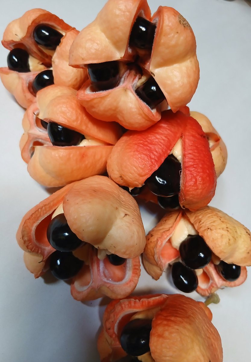 emilemc123's tweet photo. Just Natural Ackee https://t.co/WOfBiqgZgl