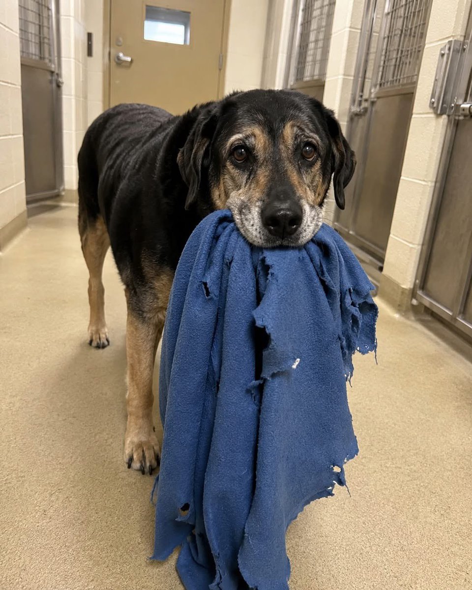 MrPitbull07's tweet photo. I went to the shelter looking for a puppy.

Young.

Easy.

No baggage.

No heartbreak.

Then I met Bruno.

He was a 6-year-old Rottweiler mix with scars across his face, a bent ear, and a muzzle already turning gray.

Unlike the younger dogs, he wasn't barking.

Wasn't jumping.

Wasn't trying to get attention.

He just sat quietly and watched people walk past.

Then something happened.

The moment he noticed I had stopped at his kennel, he disappeared into the back.

A few seconds later, he returned carrying an old blue blanket.

It was torn.

Worn out.

Full of holes.

Bruno gently pushed it toward the gate and looked at me.

As if he was offering me something precious.

I smiled at the shelter employee.

"He wants to play?"

She shook her head.

"No."

"He does that with everyone."

Then she told me something I'll never forget:

"He thinks it's the only valuable thing he has left."

"He believes if he offers it to someone, they'll take him home."

My heart sank.

Bruno had spent nearly five years with one family.

They adopted him as a puppy.

He grew up with their children.

Slept inside.

Traveled with them.

Loved them completely.

Then they moved.

And decided he no longer fit their life.

They left him at the shelter with only a bag of food...

and that blanket.

It was the last piece of his old life.

At first, he carried it everywhere.

Slept on it.

Buried his face in it.

Then he started bringing it to visitors.

Every single day.

As if he was trying to trade the last thing he owned for another chance to belong.

While we stood there, a family approached his kennel.

Bruno immediately grabbed the blanket and hurried to the gate.

Hope lit up his face.

The father looked at the kennel card.

Looked at Bruno.

Then quietly said:

"Let's get a smaller one."

And they walked away.

The blanket slipped from Bruno's mouth.

He didn't bark.

Didn't whine.

Didn't protest.

He simply laid down and rested his head on it.

The shelter employee looked at me.

"He's been doing this for eight months."

Eight months.

Of hoping.

Of offering.

Of being passed by.

I looked toward the puppy section.

Then back at Bruno.

The scars.

The gray muzzle.

The blanket beneath his paws.

And suddenly I realized:

I wasn't looking at a difficult dog.

I was looking at a loyal heart that had been broken and still chose to love.

I crouched beside the kennel.

"Bruno," I said softly, "you don't have to trade your blanket for love anymore."

Then I turned to the employee.

"I'll take him."

When the kennel door opened, Bruno didn't run out.

He picked up his blanket first.

Then slowly walked over to me.

Almost like he was waiting for me to change my mind.

That was three years ago.

Today, Bruno takes up half the couch.

Snores loud enough to shake the room.

Greets every morning like it's a gift.

He has dozens of toys now.

But every night, he still sleeps beside that old blue blanket.

The difference is this:

He doesn't offer it to anyone anymore.

He just rests his head on it and falls asleep.

Because he finally knows he doesn't have to earn love.

I went to the shelter looking for the easiest dog to love.

Instead, I found the dog who taught me what love actually is.