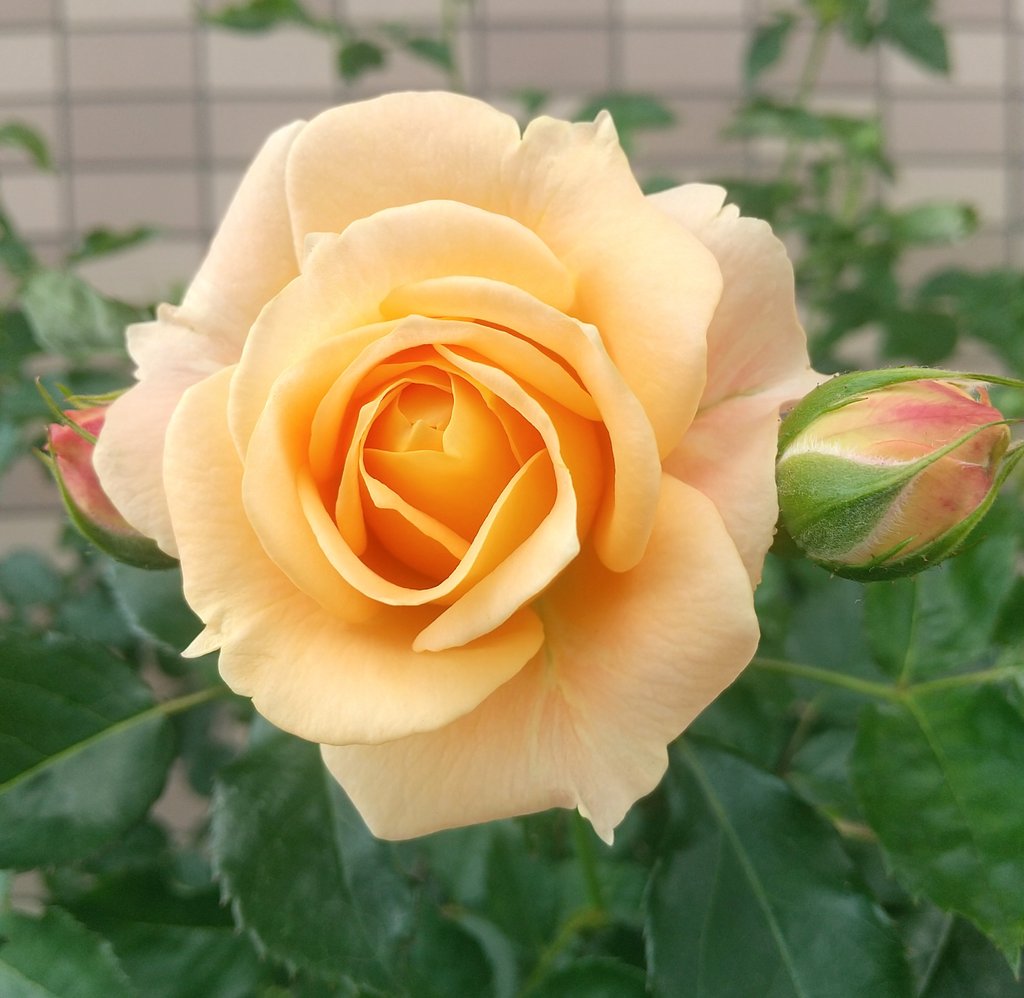今日のバラはラドルチェヴィータです。 よい週末をお過ごしください🍀