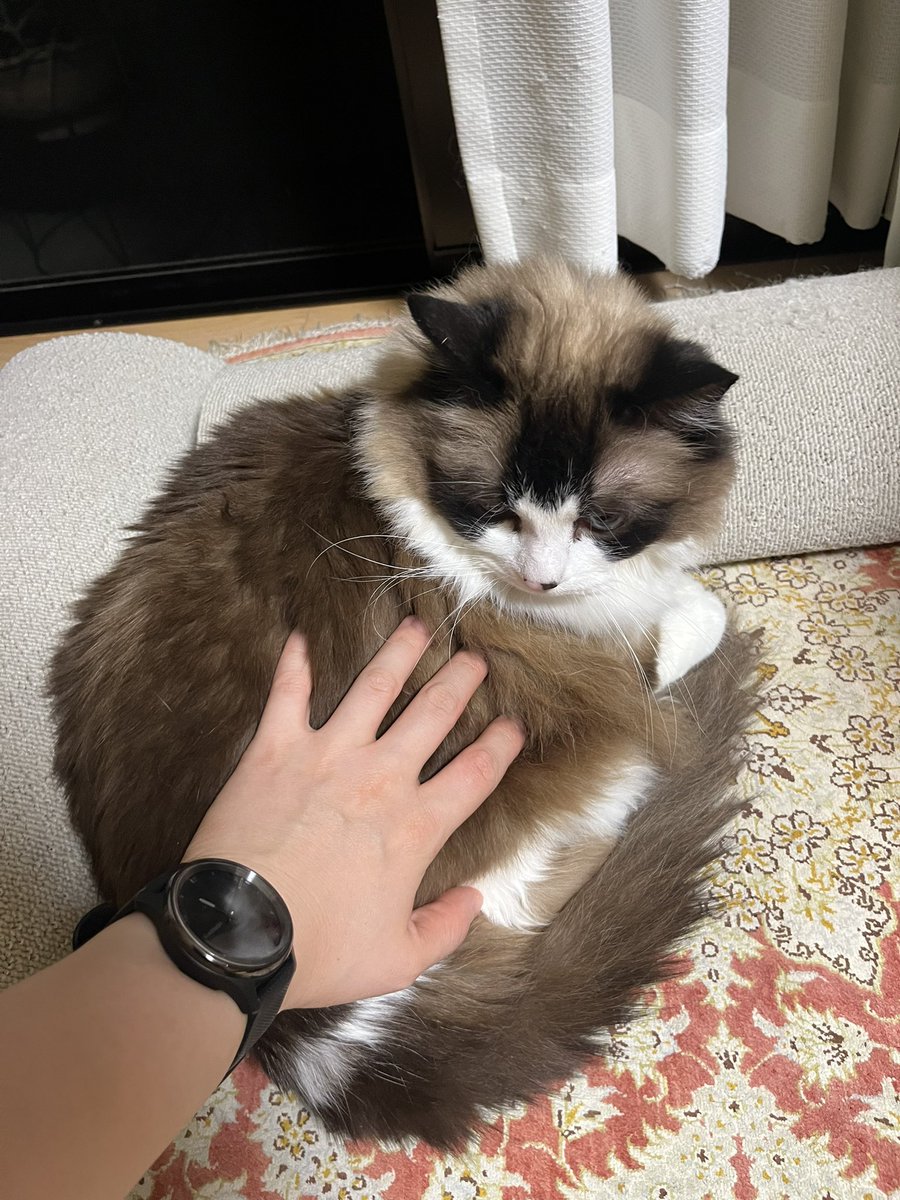 110_neko's tweet photo. むっ、、 https://t.co/CQCEDSmcGN