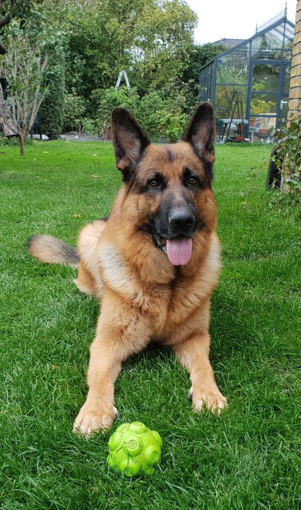 Obi_of_kwale's tweet photo. My uncle left me his dog. Everyone else got money. I got a German Shepherd named Duke who absolutely hated me. When the lawyer read the will, I thought there had to be some mistake. My cousins inherited investment accounts. My aunt got a lake house. One nephew got a vintage car collection. And