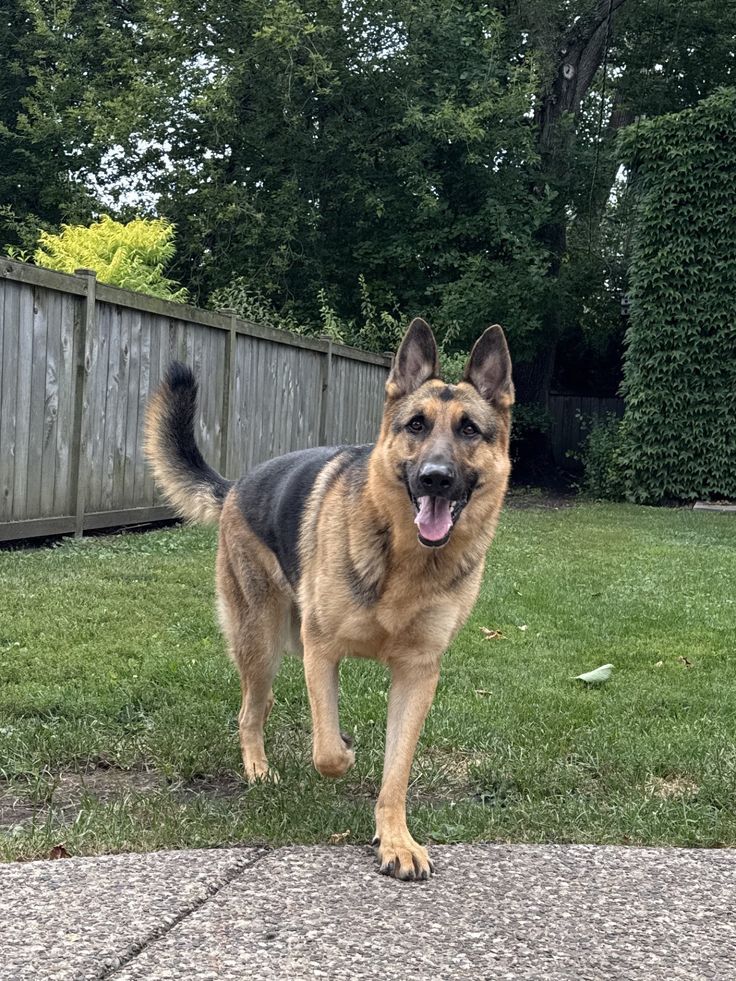 Obi_of_kwale's tweet photo. My uncle left me his dog. Everyone else got money. I got a German Shepherd named Duke who absolutely hated me. When the lawyer read the will, I thought there had to be some mistake. My cousins inherited investment accounts. My aunt got a lake house. One nephew got a vintage car collection. And