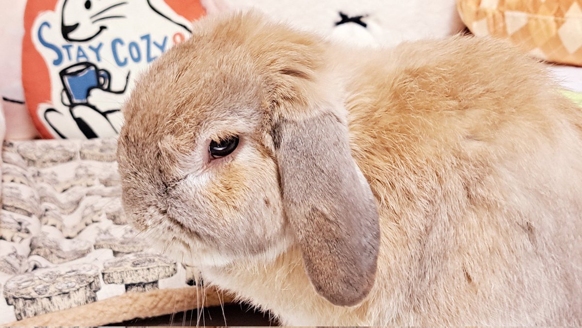menkoiusagi's tweet photo. 3分の1くらいマンダロリアン特集で、マンダロリアン✕ジブリのページがとても素敵な雑誌ラス1だったよなぁたん(✪▽✪)✨
あとお店の棚でひっそりと売れ残ってたラス2の消しゴム入ってるトランク缶買ったらディン親子だったんだよなぁたん‹‹\(´ω` )/›› ‹‹\( 　´)/›› ‹‹\( ´ω`)/››🎶 https://t.co/Jemko9IC0U