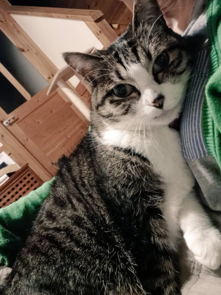 mango7324's tweet photo. 今日も食後のレミたん🐱と
まったりんこ♥️ https://t.co/OQ4HbiL5p8
