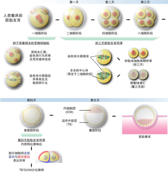 Breaking the barrier of human embryonic developmental arrest! Recently ...