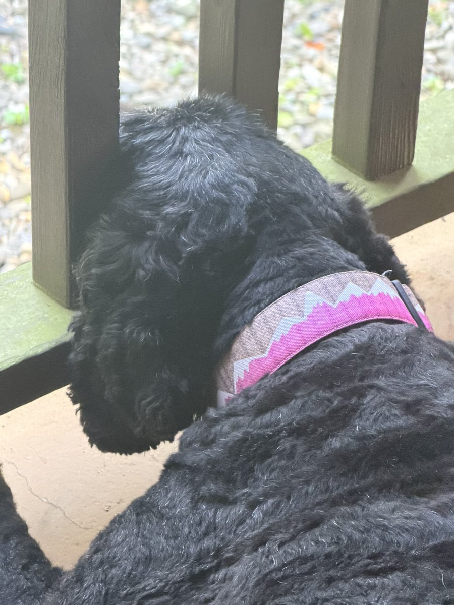 MarkNagi's tweet photo. Good morning from Bailey… the best dog in the world. #FreeBailey https://t.co/jP4fZiIHAQ