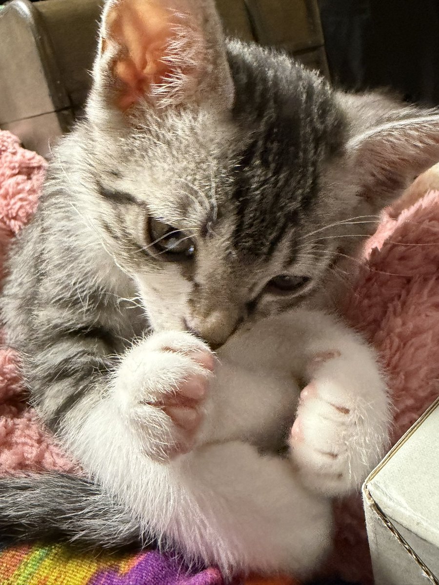 ntk12's tweet photo. やんちゃ🐱当初500gなかったのに倍以上に成長しました。 https://t.co/ZhiSKT2fAg