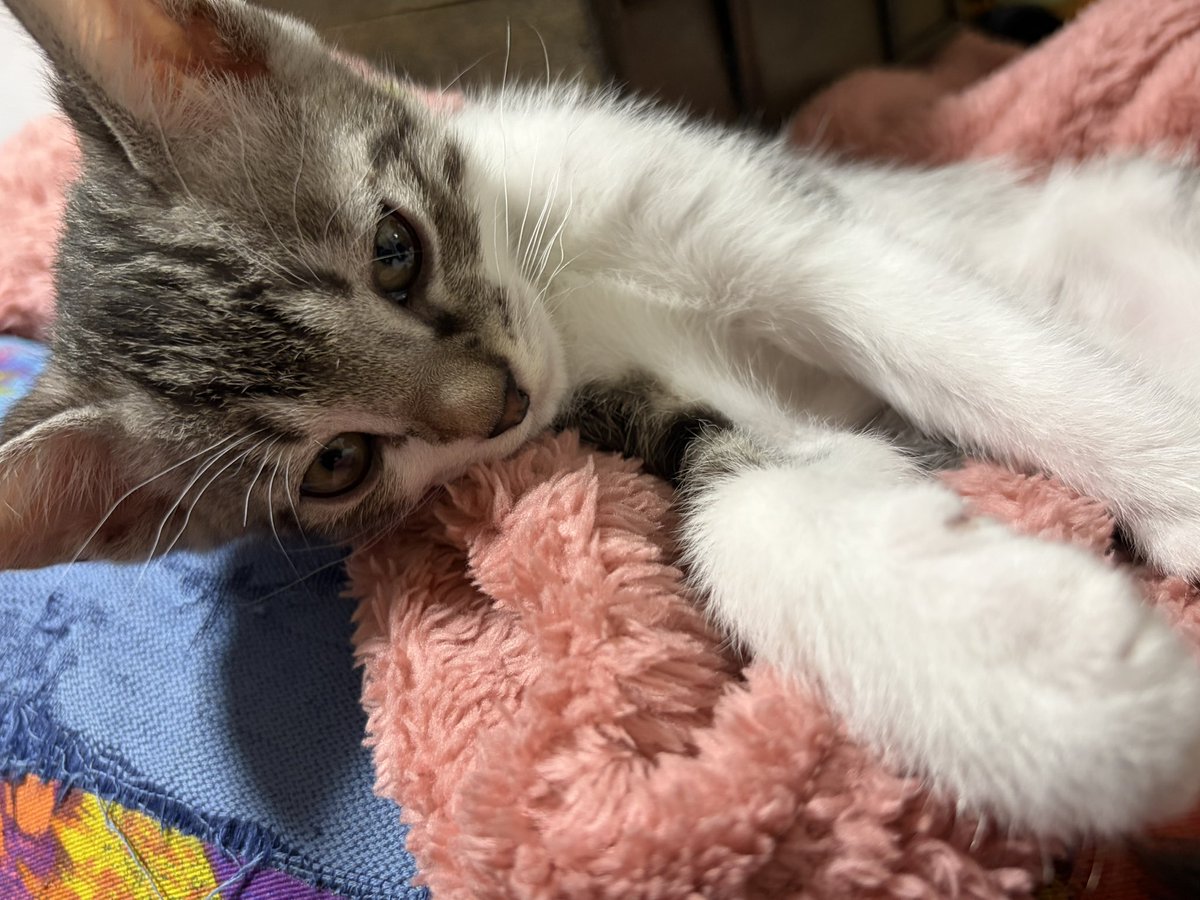 ntk12's tweet photo. やんちゃ🐱当初500gなかったのに倍以上に成長しました。 https://t.co/ZhiSKT2fAg