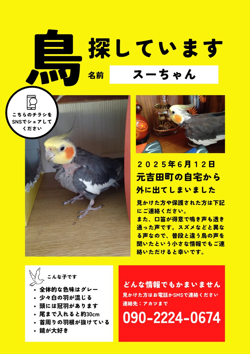 MuZ9rF2Hzc72106's tweet photo. 皆さまいつもご協力ありがとうございます。オカメインコ　スーちゃんを迷子にしてしまってから今日で一年...ずっと探し続けています。大好きだよ！
帰ってきてね😭
#茨城県　#水戸市　#オカメインコ　#インコ　#迷子　#迷い鳥　#保護　#目撃　#拡散希望 https://t.co/YkNCARexXh