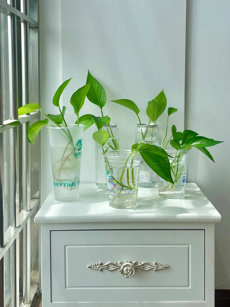 GemaAlvarezSuer's tweet photo. Pro tip: Wipe houseplant leaves with a damp cloth monthly—this removes dust, boosts sunlight absorption, and keeps your green pals happy u0026 thriving! https://t.co/D2ah7iJQeJ