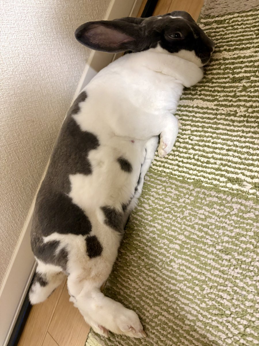 utmnk_pyp's tweet photo. 脱力おててが可愛い… https://t.co/Z0ngtIPsoG