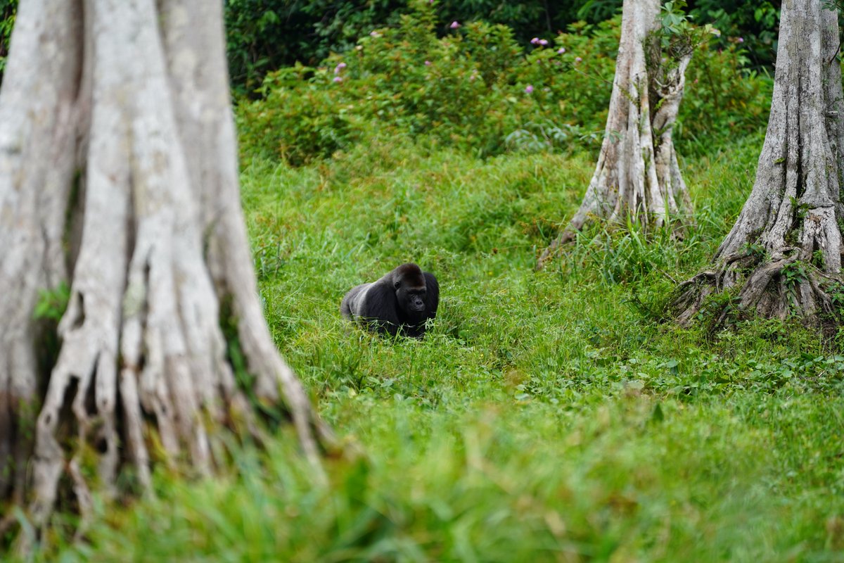 wcs_congo's tweet photo. At the heart of the Goualougo study area, Moto Bai is a vital oasis for #forest #elephants, great #apes, #birds, and many other species. These natural forest clearings also provide researchers with a unique window into the extraordinary #biodiversity of #NouabaléNdoki.

#congo https://t.co/2xDAWkymOi