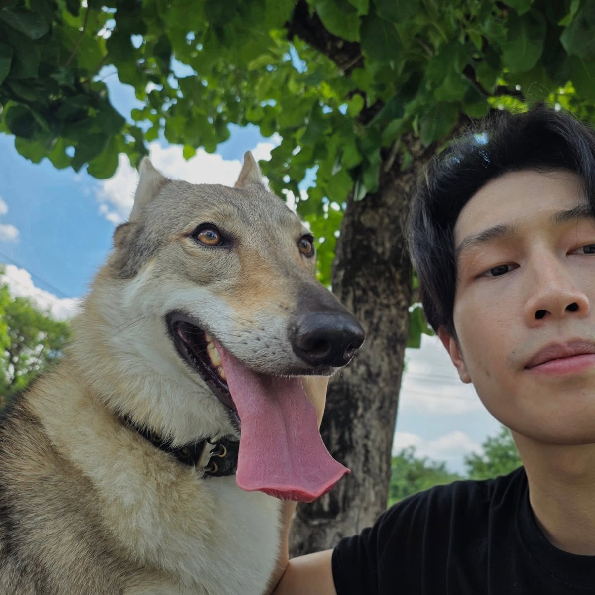 focusbible's tweet photo. IG: biblesumett  Post update 
12/06/2026

Just a long faced wolfdog 🐺

#AllAboutBible ꒰⁠ #BibleWichapas #bsumone @biblesumett ♡ ꒱ (1) https://t.co/VV2AcJdU3B